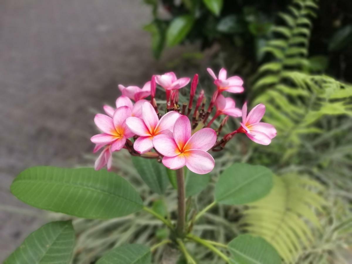 Hotel & Hot Springs Sueno Dorado La Fortuna Екстериор снимка